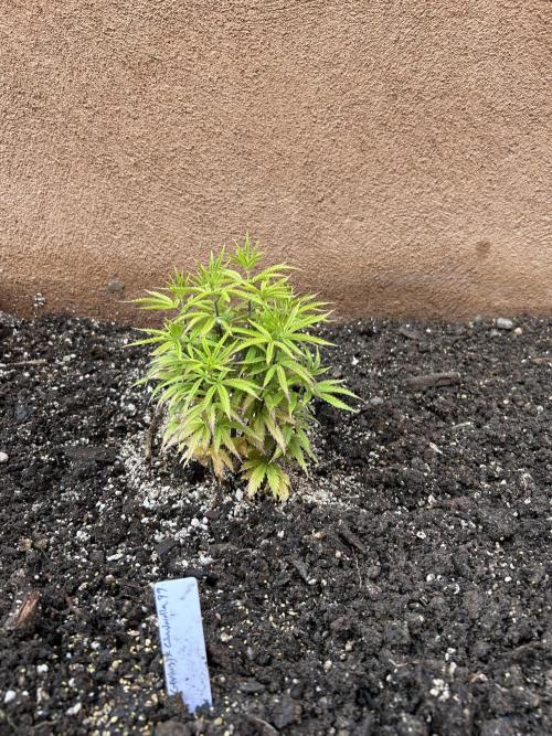 Mixed Organic Photo Outdoor. Week 8 - April 8