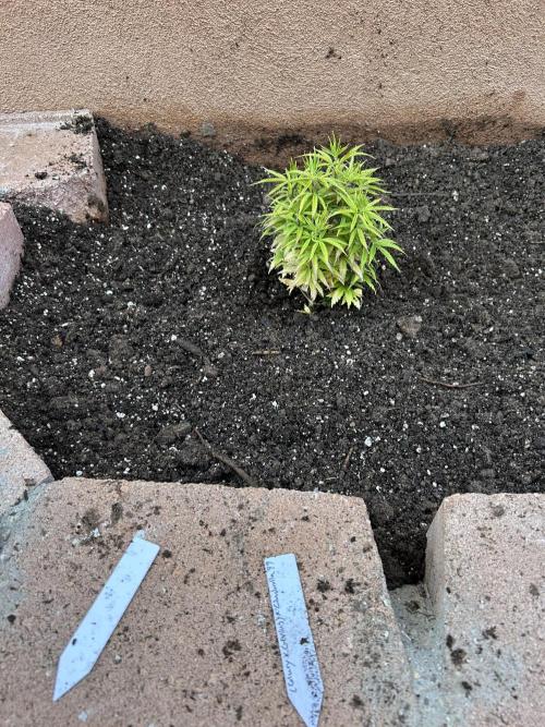 Mixed Organic Photo Outdoor. Week 8 - April 8
