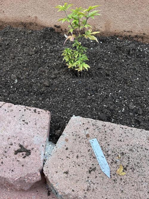 Mixed Organic Photo Outdoor. Week 8 - April 8