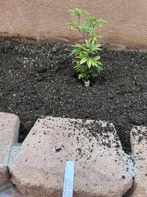 Mixed Organic Photo Outdoor. Week 8 - April 8