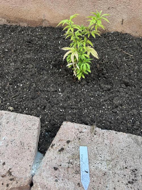 Mixed Organic Photo Outdoor. Week 8 - April 8