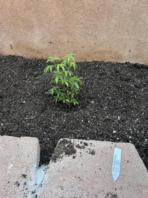 Mixed Organic Photo Outdoor. Week 8 - April 8