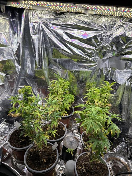 Mixed Organic Photo Outdoor. Week 8 - April 10 7 plants left to find a home for 2 went with a relative 6 outside
