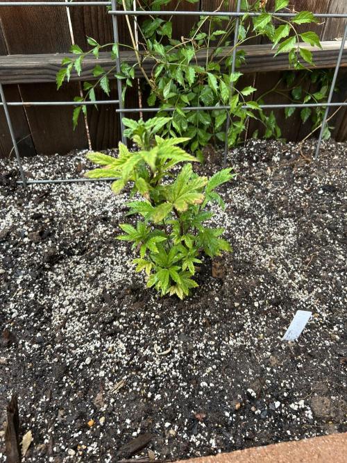 Mixed Organic Photo Outdoor. Week 8 - April 11 wendigo, hoku (chose do to leaf deformity 1 criple a year)