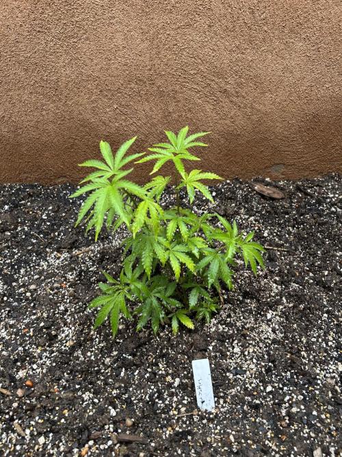 Mixed Organic Photo Outdoor. Week 8 - April 11 Snow jokez, hoku (one  the later spouts topped earlier than the others)