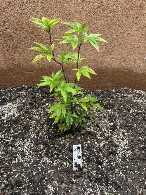 Mixed Organic Photo Outdoor. Week 8 - April 11 wending, hoku, (top performer)