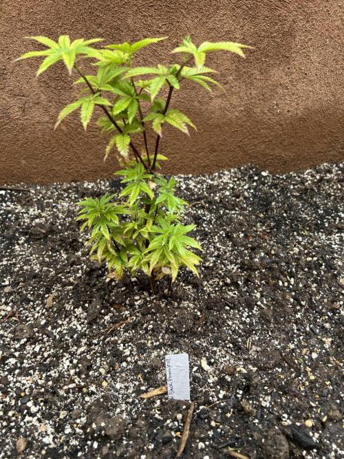 Mixed Organic Photo Outdoor. Week 8 - April 11 black phoenix v2, dirty bird (high hopes for this lady adapting well)