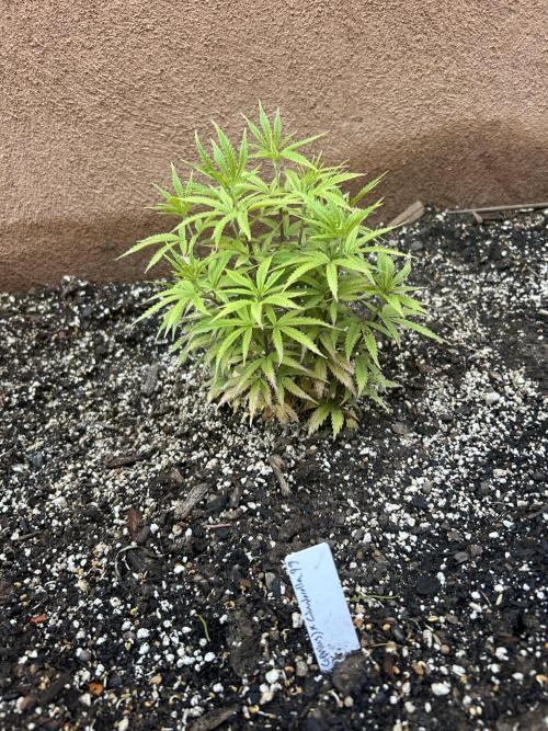 Mixed Organic Photo Outdoor. Week 9 - April 12 Cinderella 99 x gluey frontal