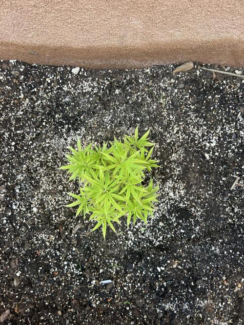 Mixed Organic Photo Outdoor. Week 9 - April 12 Cinderella 99 x gluey overhead
