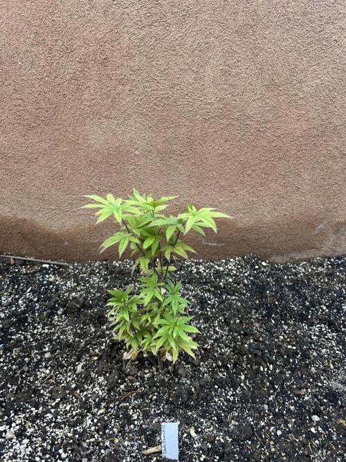 Mixed Organic Photo Outdoor. Week 9 - April 12 Black Phoenix V2 frontal 