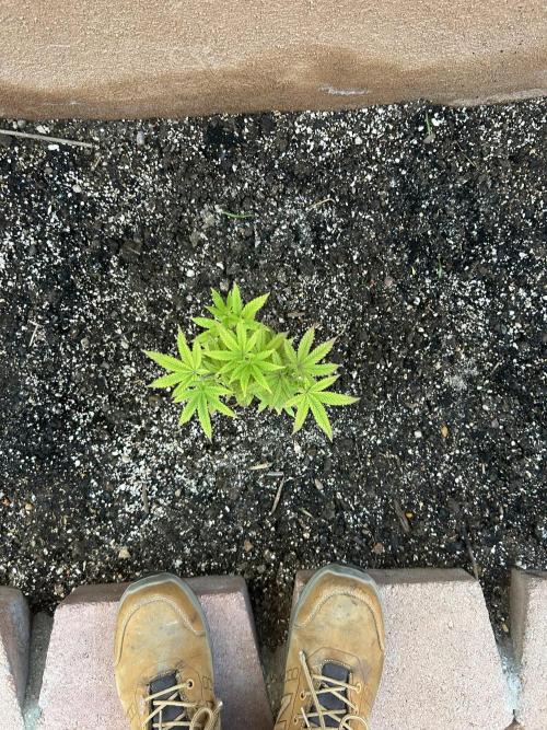 Mixed Organic Photo Outdoor. Week 9 - April 12 Black Phoenix V2 overhead
