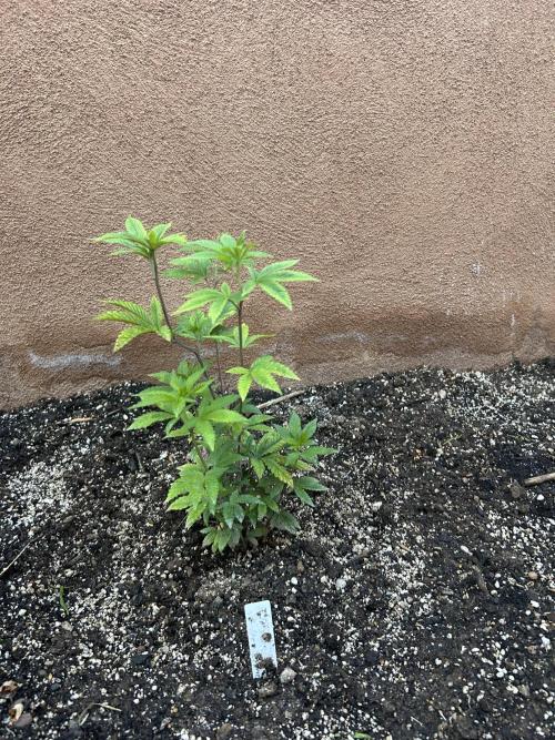 Mixed Organic Photo Outdoor. Week 9 - April 12 Wendigo frontal