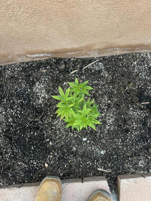 Mixed Organic Photo Outdoor. Week 9 - April 12 Wendigo overhead