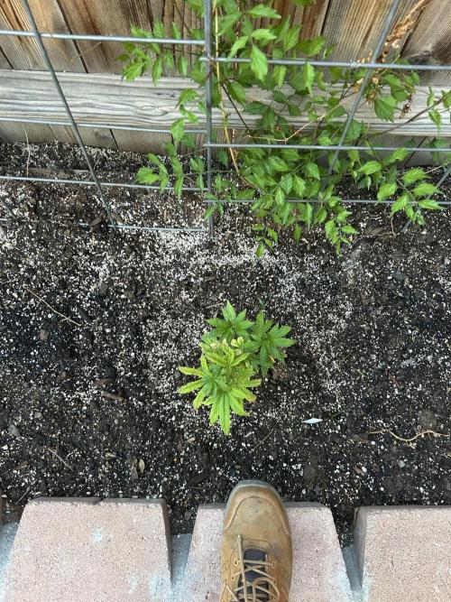 Mixed Organic Photo Outdoor. Week 9 - April 12 Wendigo cripple overhead 