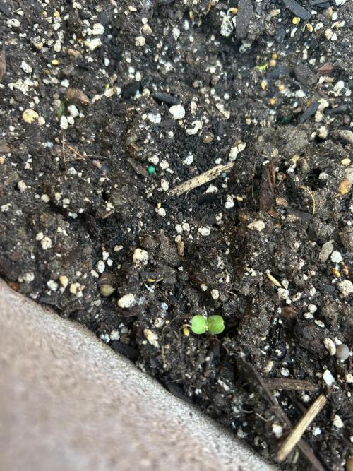 Mixed Organic Photo Outdoor. Week 9 - Signs of of cover crop sprouts