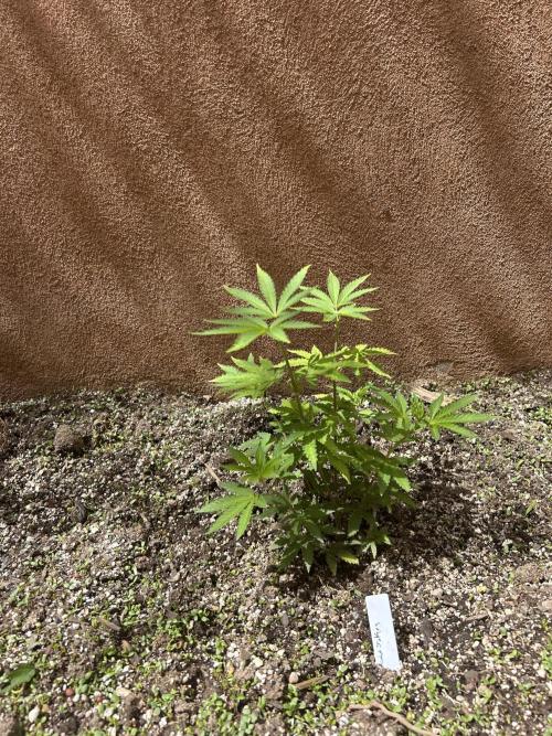 Mixed Organic Photo Outdoor. Week 9 - April 14