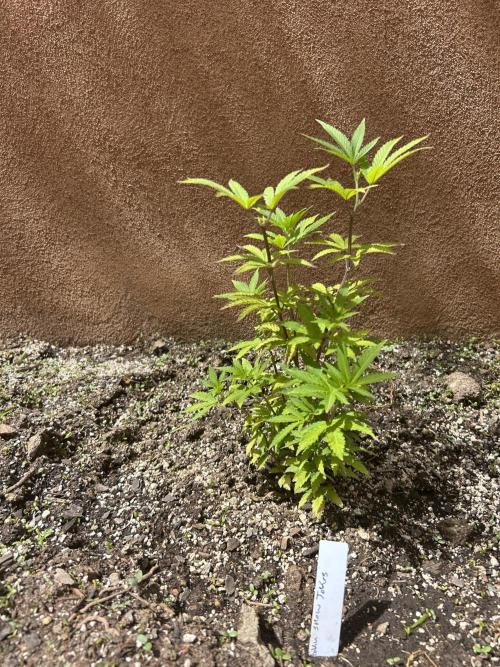 Mixed Organic Photo Outdoor. Week 9 - April 14