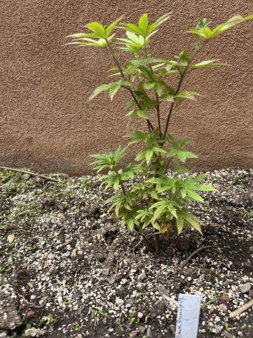 Mixed Organic Photo Outdoor. Week 9 - April 14