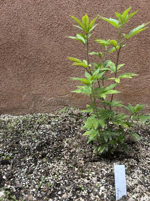 Mixed Organic Photo Outdoor. Week 9 - April 14