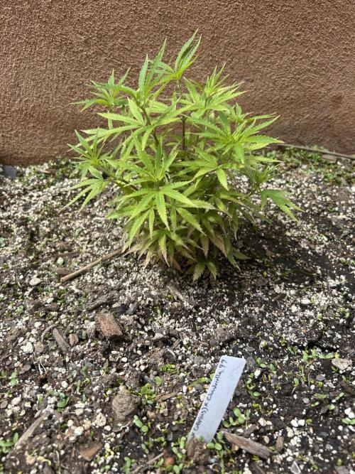 Mixed Organic Photo Outdoor. Week 9 - April 14