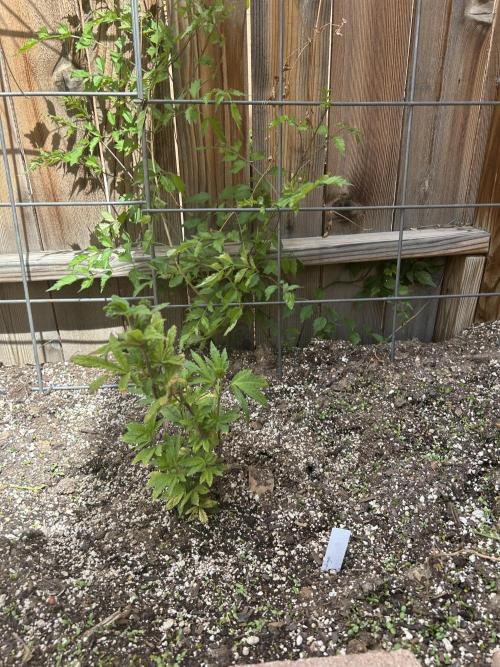 Mixed Organic Photo Outdoor. Week 9 - April 14