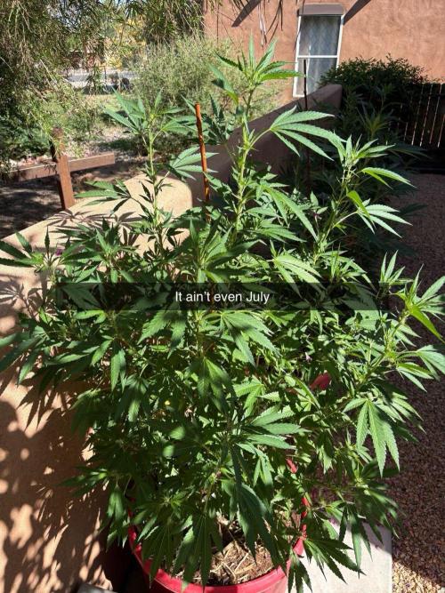 Outdoor 2025. Week 8