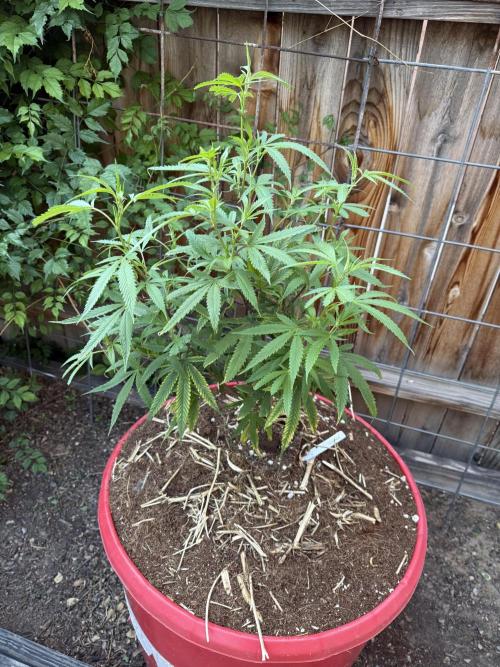 Outdoor 2025. Week 4