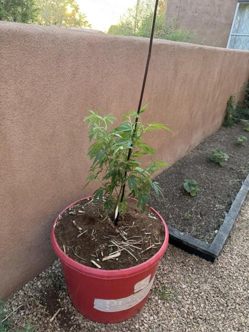 Outdoor 2025. Week 4