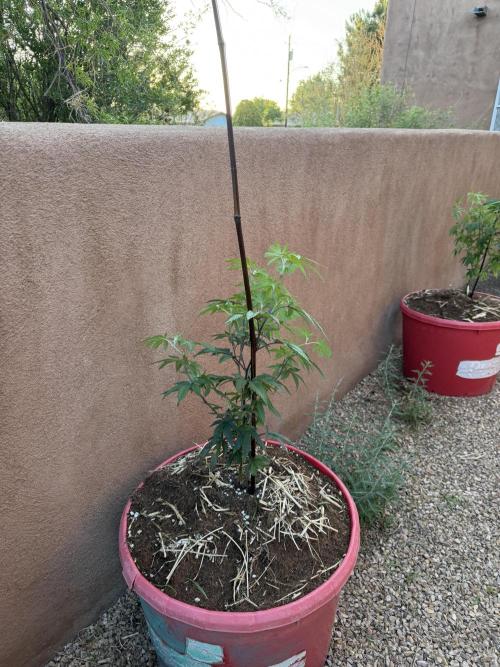 Outdoor 2025. Week 4
