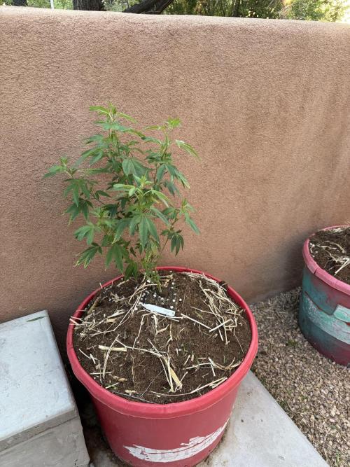 Outdoor 2025. Week 4