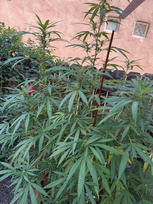 Outdoor 2025. Week 8