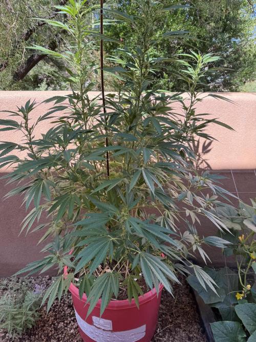 Outdoor 2025. Week 8
