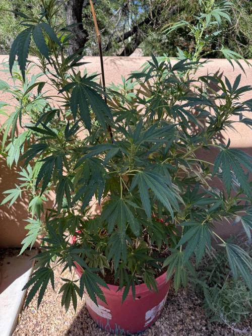 Outdoor 2025. Week 8