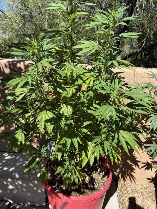 Outdoor 2025. Week 8