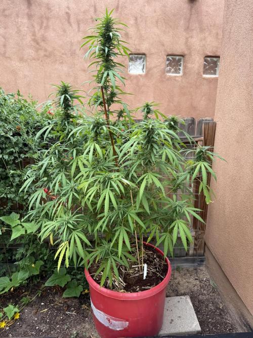Outdoor 2025. Week 10