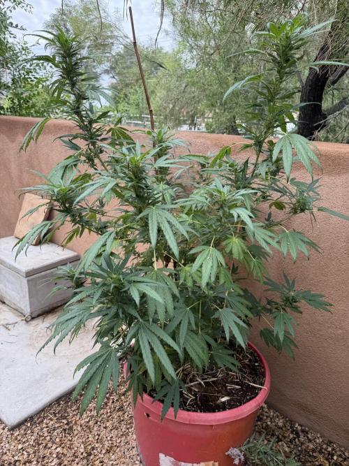 Outdoor 2025. Week 10