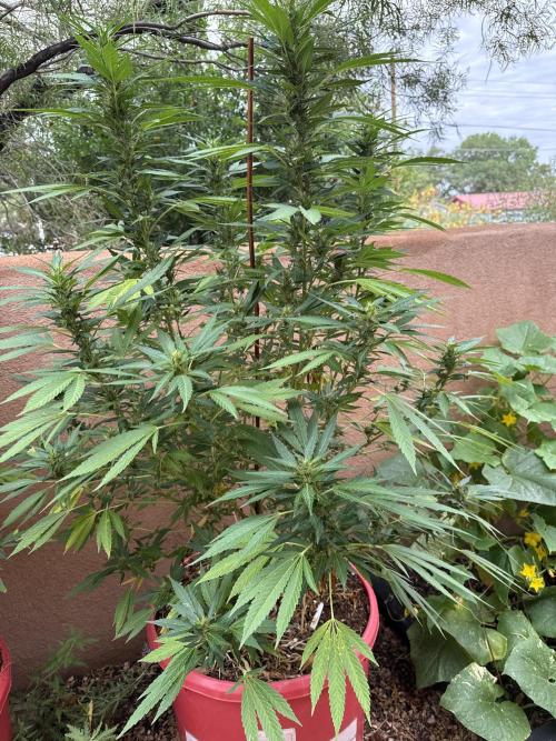 Outdoor 2025. Week 10