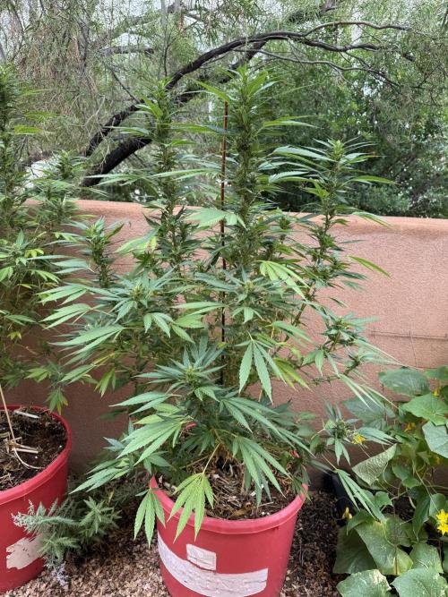 Outdoor 2025. Week 10