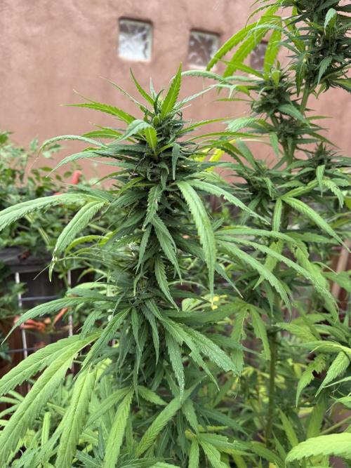 Outdoor 2025. Week 11