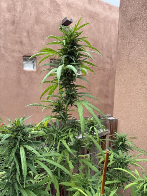 Outdoor 2025. Week 11