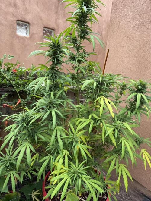 Outdoor 2025. Week 11