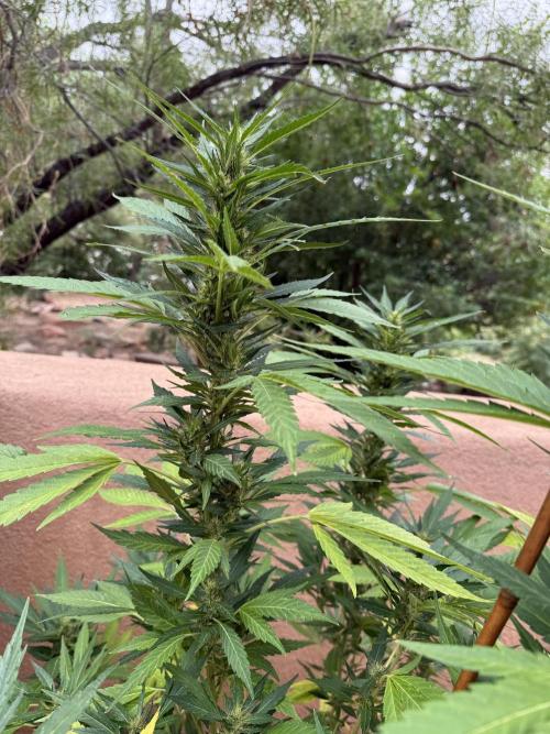 Outdoor 2025. Week 11