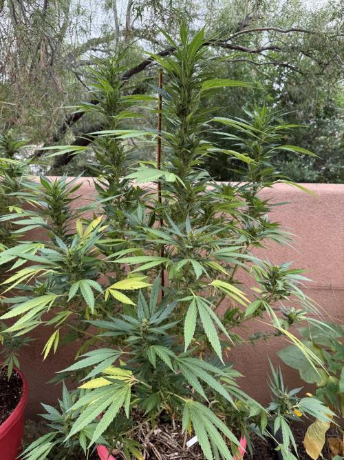 Outdoor 2025. Week 11