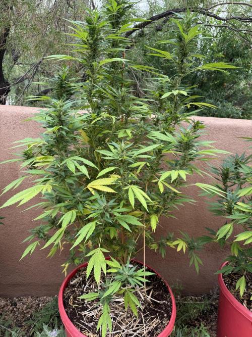 Outdoor 2025. Week 11