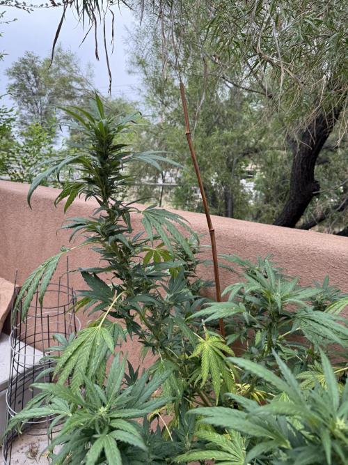 Outdoor 2025. Week 11