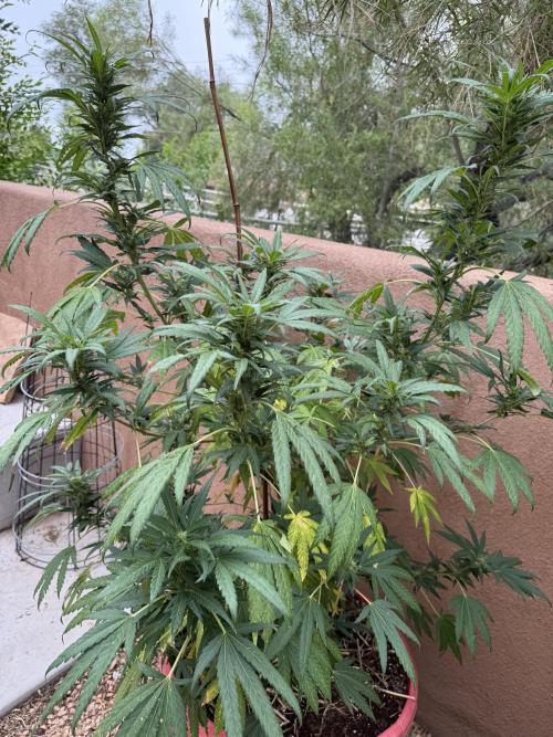 Outdoor 2025. Week 11