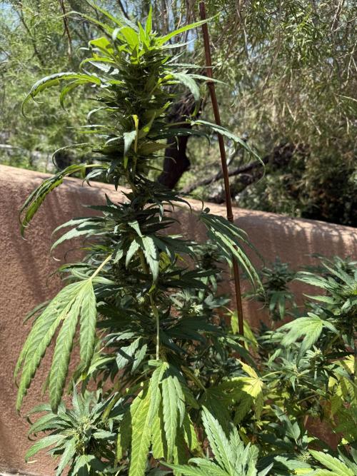 Outdoor 2025. Week 12