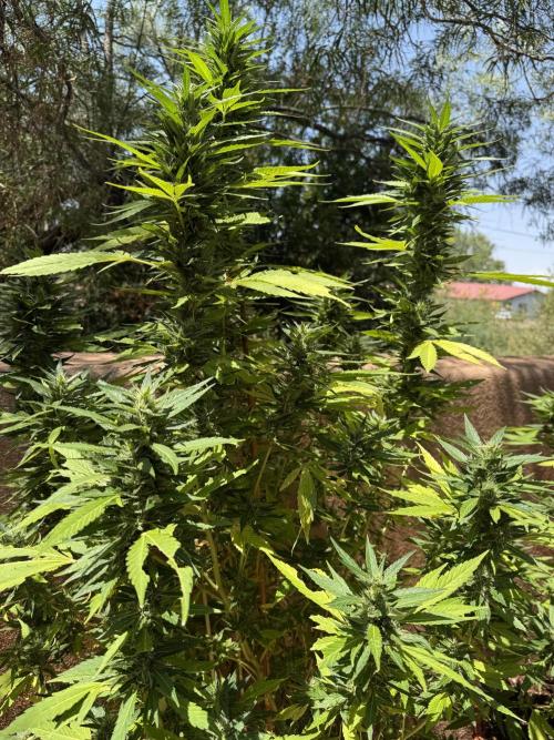 Outdoor 2025. Week 12