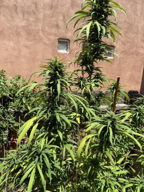Outdoor 2025. Week 12