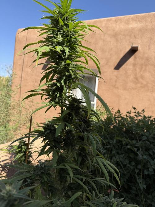 Outdoor 2025. Week 12